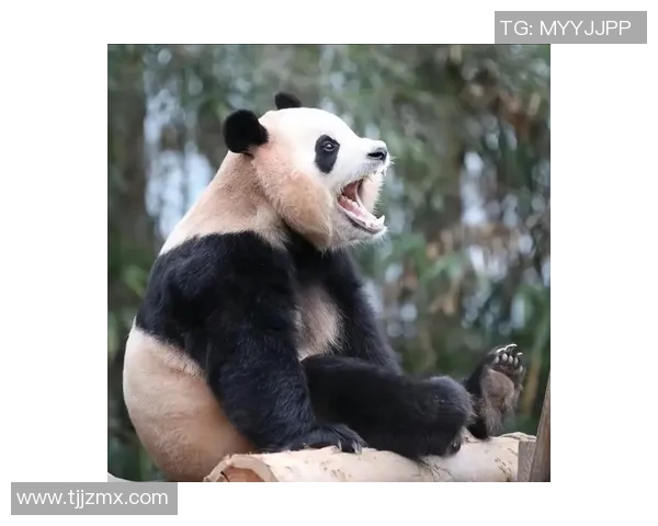 熊猫体育冠军之路纪录片揭示运动员荣耀背后的艰辛与奉献故事 熊猫体育冠军之路纪录片揭示运动员荣耀背后的艰辛与奉献故事