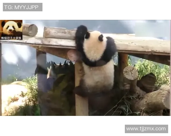 团队协作的力量熊猫体育带你揭开冠军背后的秘密与荣耀 团队协作的力量熊猫体育带你揭开冠军背后的秘密与荣耀