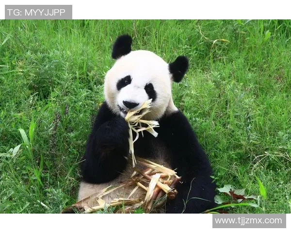 熊猫体育独家专访揭示球员心路历程背后的感人故事